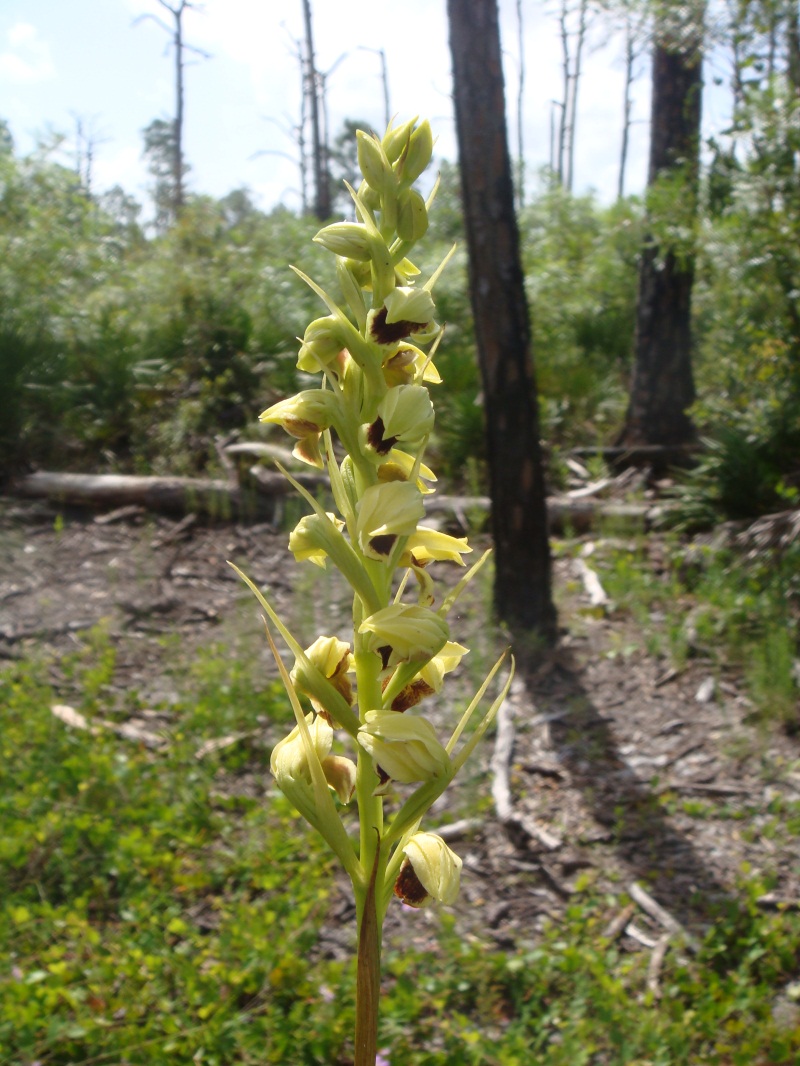 Pteroglossaspis ecristata - crestless plume orchid - State Threatened
