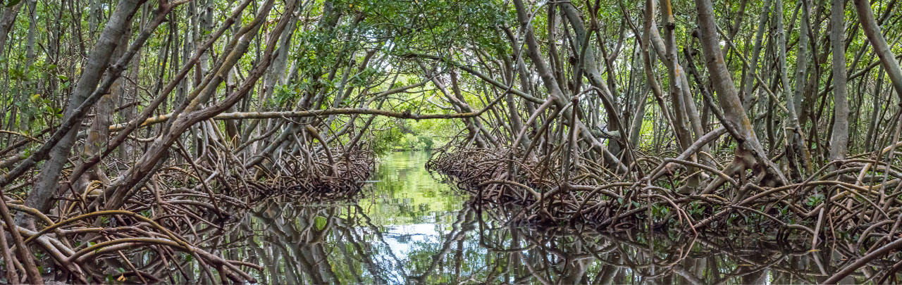 pollution control mangroves collier county-1280x405