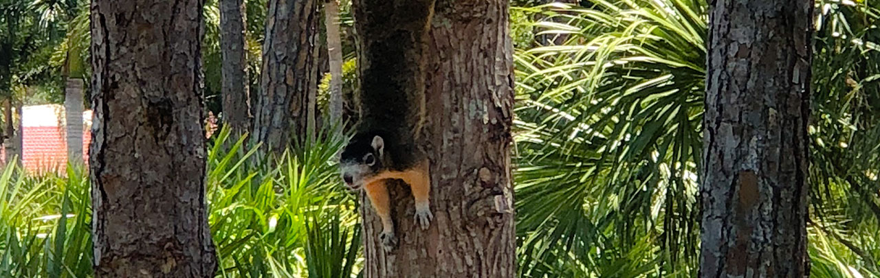 environmental services showing squirrel climbing down a tree