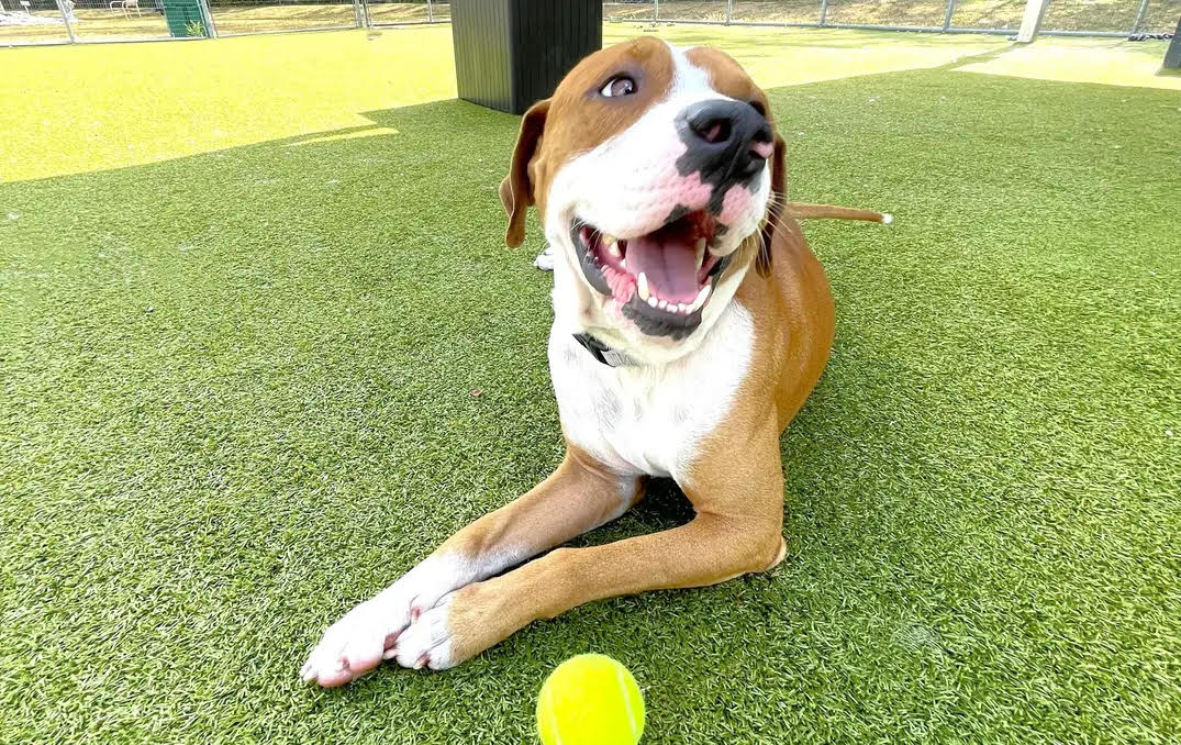 Image of a Dog with ball