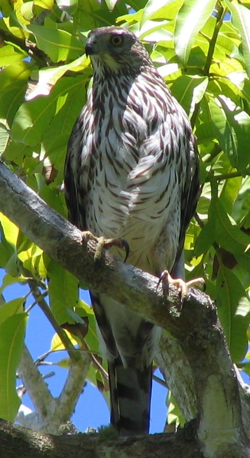 Coopers hawk nesting at Otter Mound Preserve